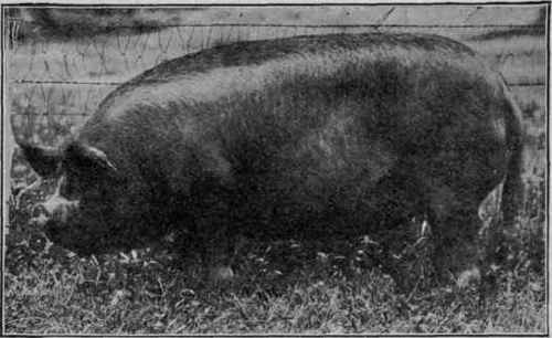 Berkshire Sow.* Dual Purpose Hog.