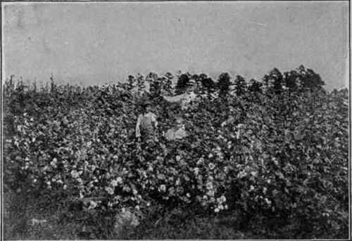 Cotton Crop Fertilized with Cyanamid Mixtures. Grown in Sumter, S. C
