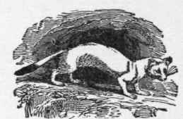 Ermine (Mustela Erminea)