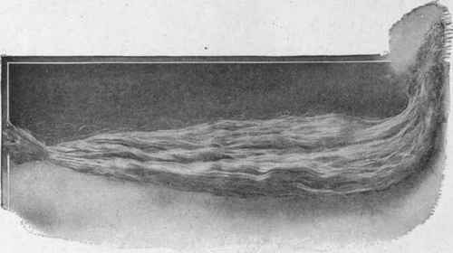 Hank of Manila Fiber Twelve Feet Long