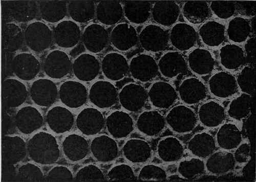 Magnified View Of Section of Honeycomb