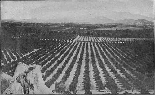 Photo by Brown Bros. WHERE THE GOLDEN ORANGE GROWS.