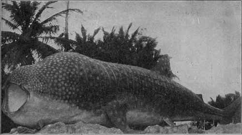 Photograph by Capt. Chas. H. Thompson DEEP Sea MONSTER CAPTURED OFF FLORIDA