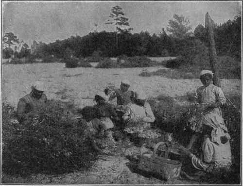 Picking Peanuts by Hand