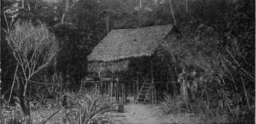 Rubber Gatherer's Hut Near the Amazon