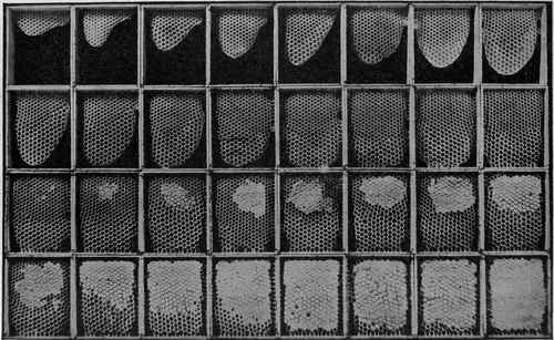 Stages of Work in Building a Section of Honey