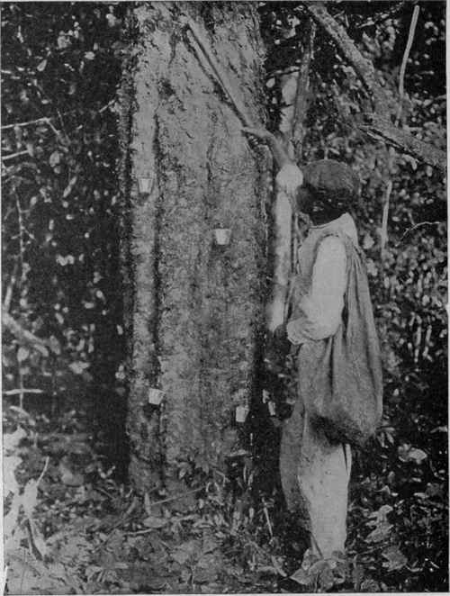Tapping Hevea Rubber Tree Brazil