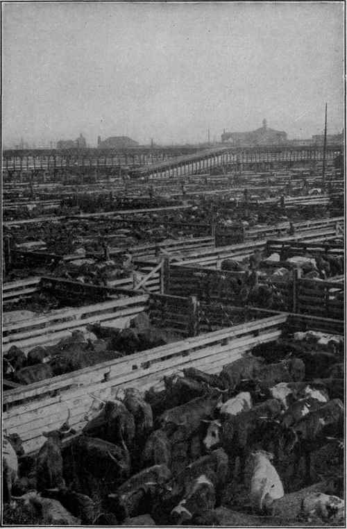 The Half Way House Cattle from the Western plains gathered in the Union Stockyards awaiting slaughter and subsequent shipment. The great Union Stockyards in Chicago are the largest live stock market in the world. Beef is slaughtered and cleansed very much in the same manner as the pork described in The Story in a Sausage,