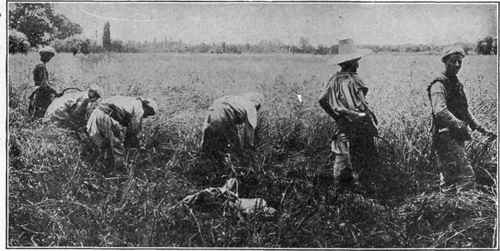 The Reaping Hook was the First Implement Used for Harvesting Grain of which