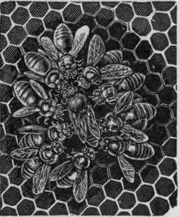 The Story In A Honey Comb Continued 204