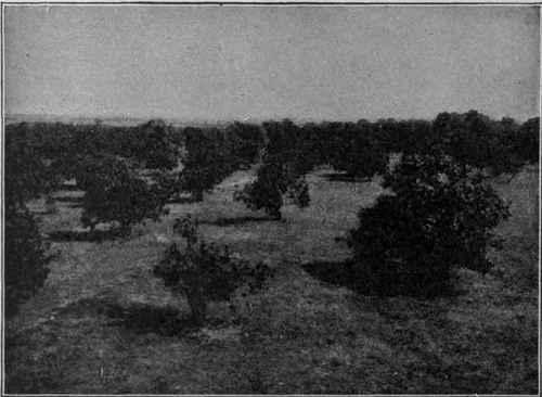 Typical Smyrna Fig Orchard