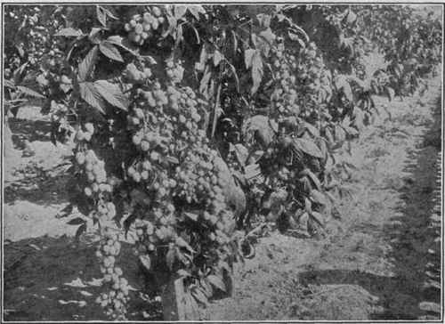 White Blackberry
