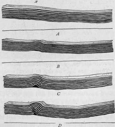 Model showing effects of lateral compression.