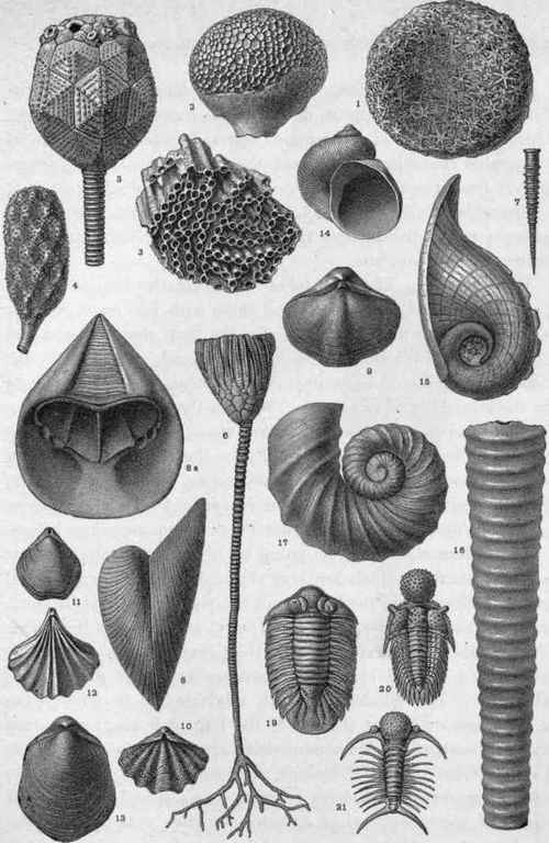 Plate VIII.   Silurian Fossils.