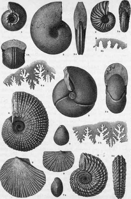 Plate XIII.   Triassic Invertebrate Fossils.