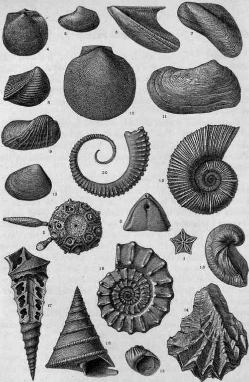 Plate XIV.   Jurassic Invertebrate Fossils.
