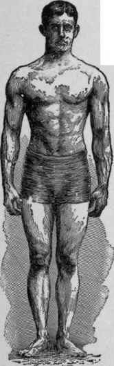 The Physical Proportions Of The Typical Man 14